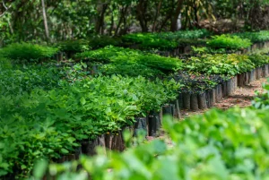 Tree saplings grown by The Tree Project, funded by sales of One Water